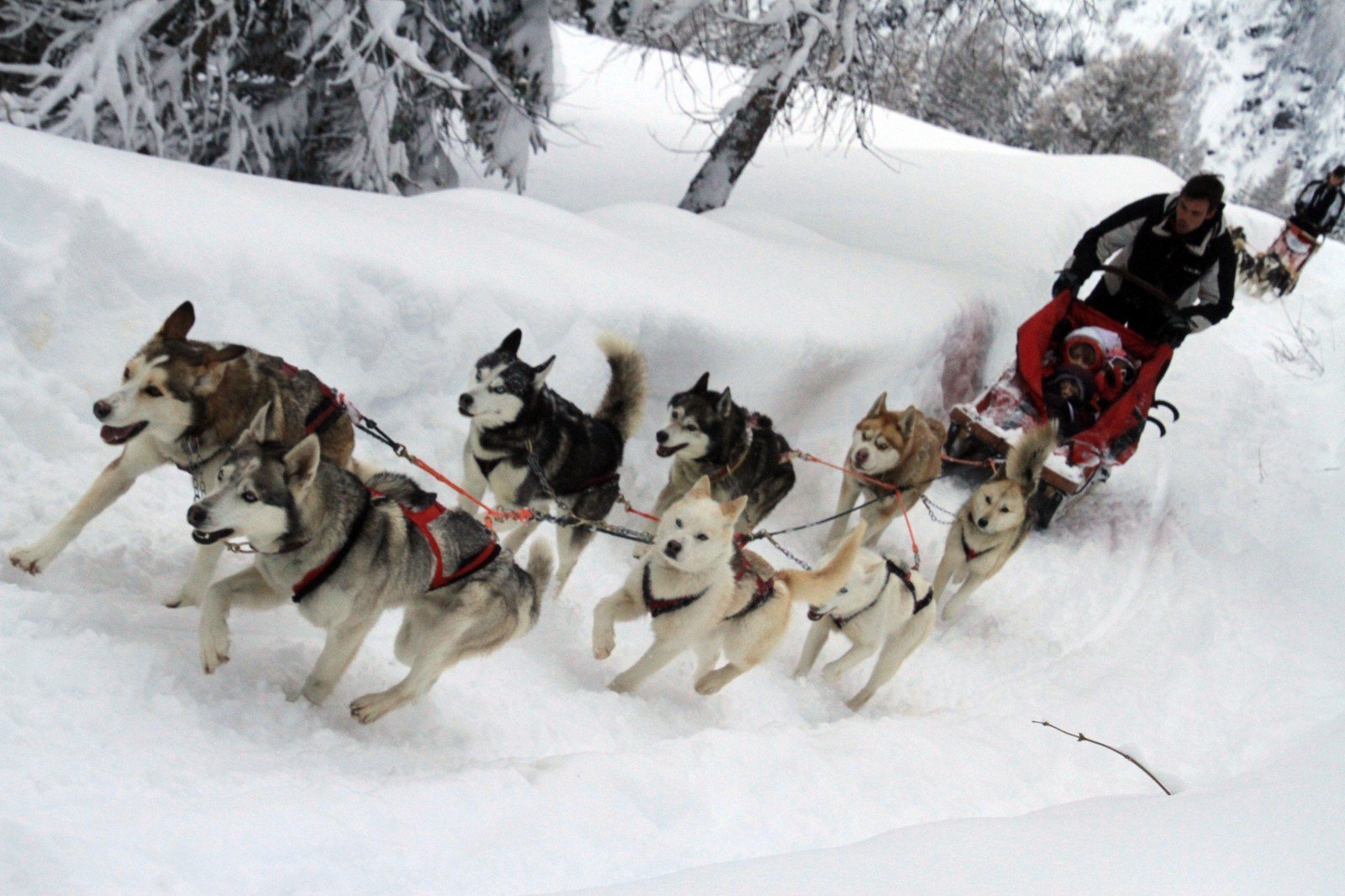 Sleddog in Valtellina con bambini