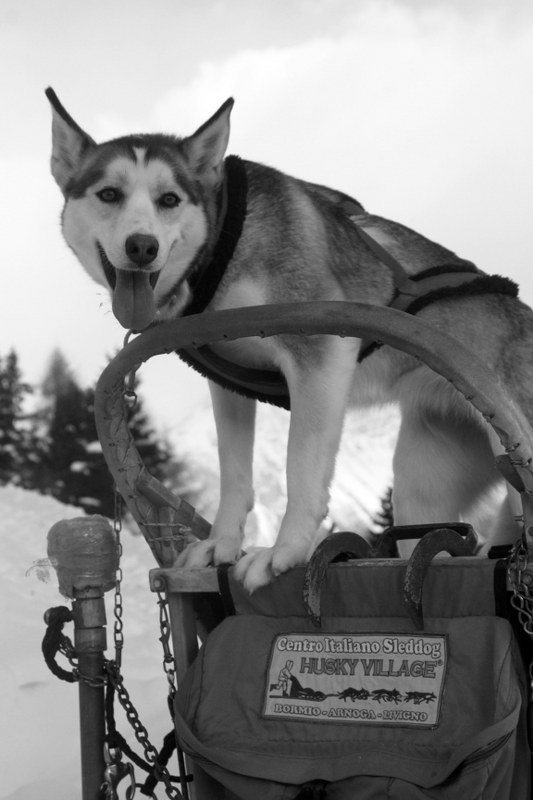 Husky Village Arnoga in Valtellina Copyright Husky Village
