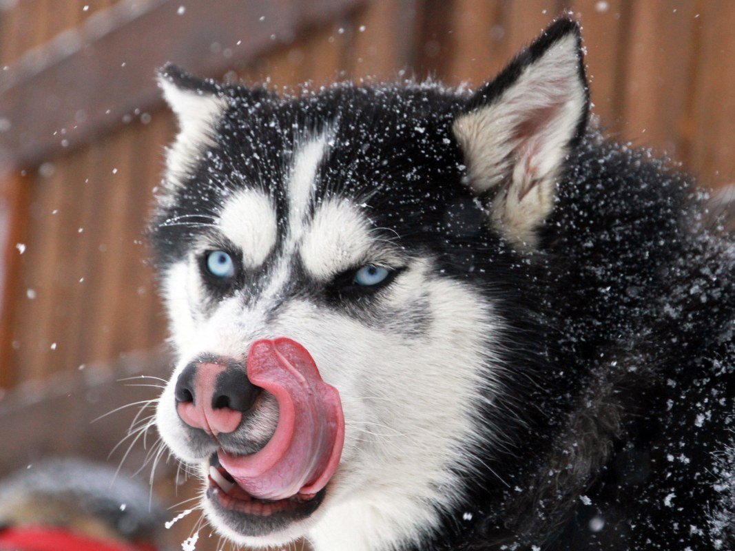 Husky village Arnoga Copyright Husky Village