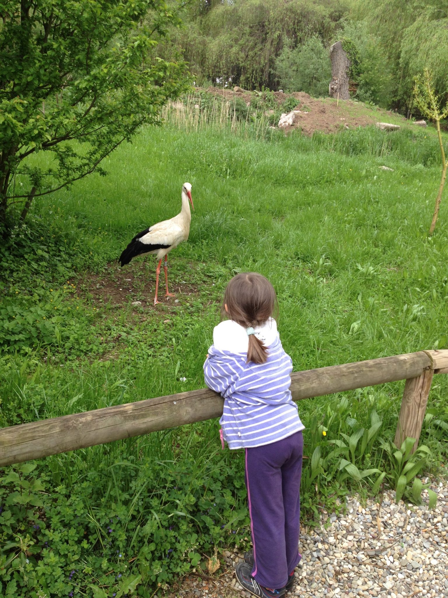 Parco delle cicogne in Alsazia Parco delle cicogne in Alsazia