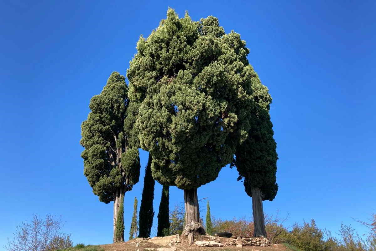 Collina dei Cipressi Parco di Montevecchia