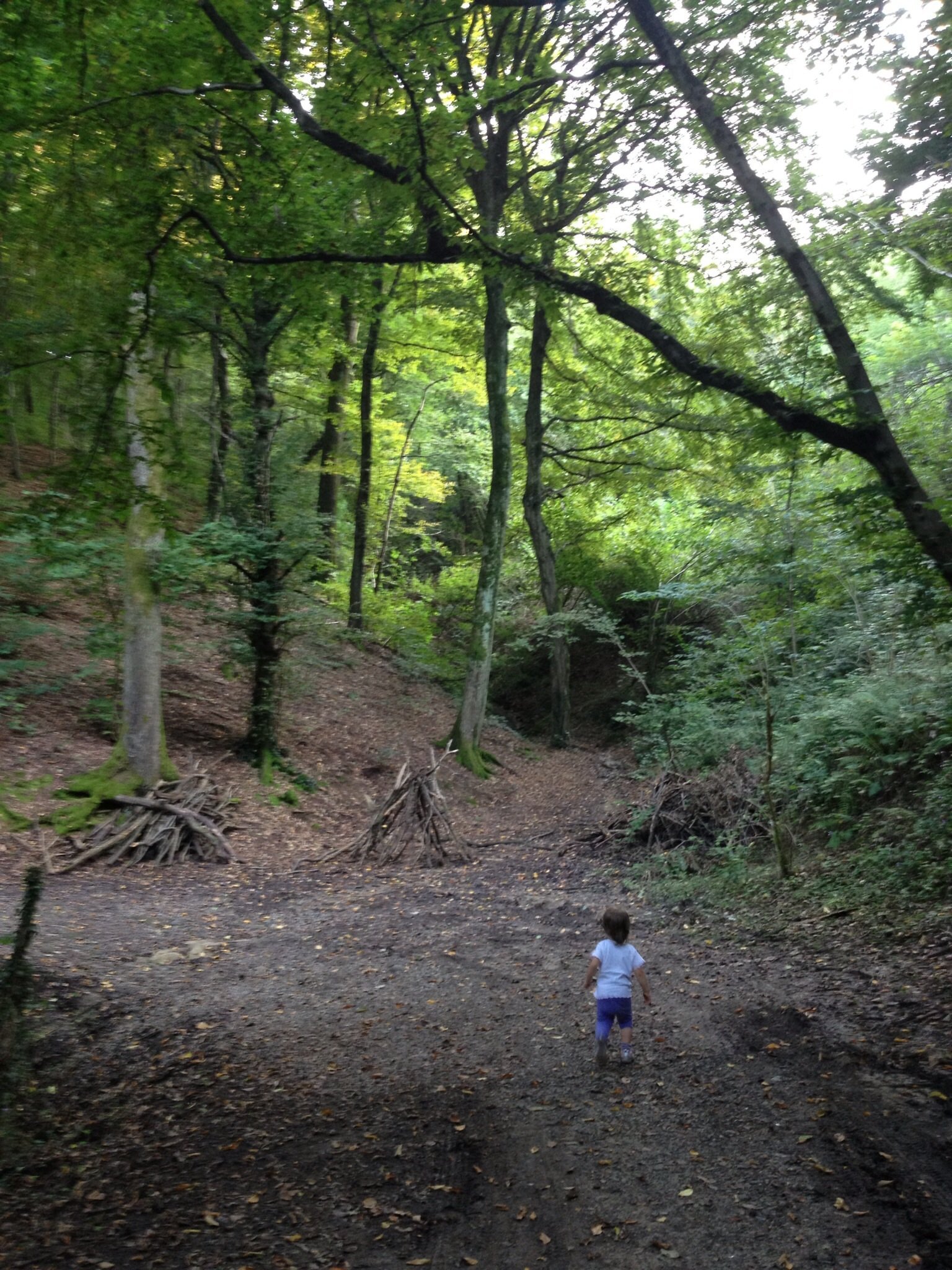 Parco del Curone e di Montevecchia Bosco nel Parco del Curone