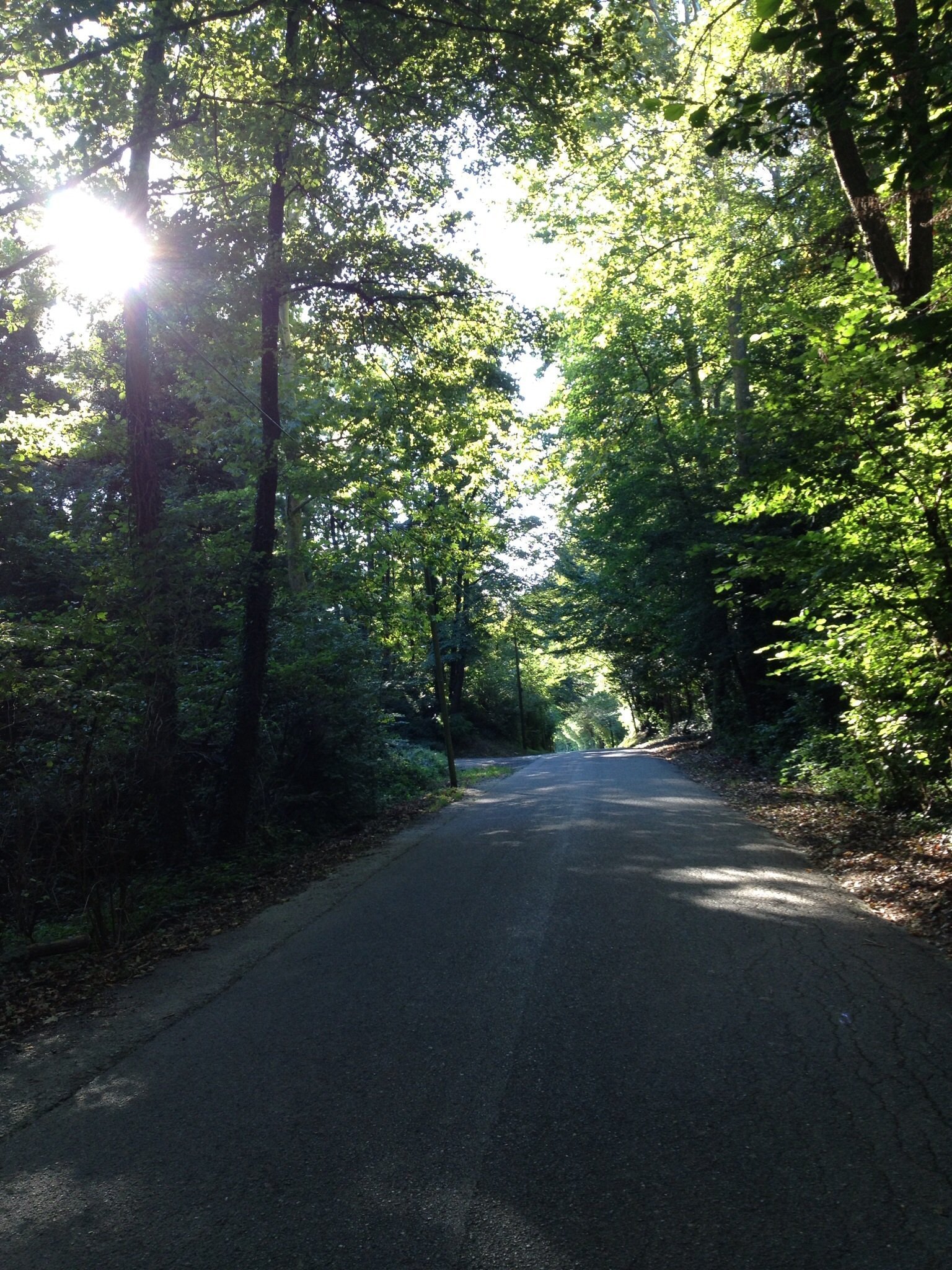 Strada nel bosco per arrivare al Parco del Curone Strada nel bosco del Curone