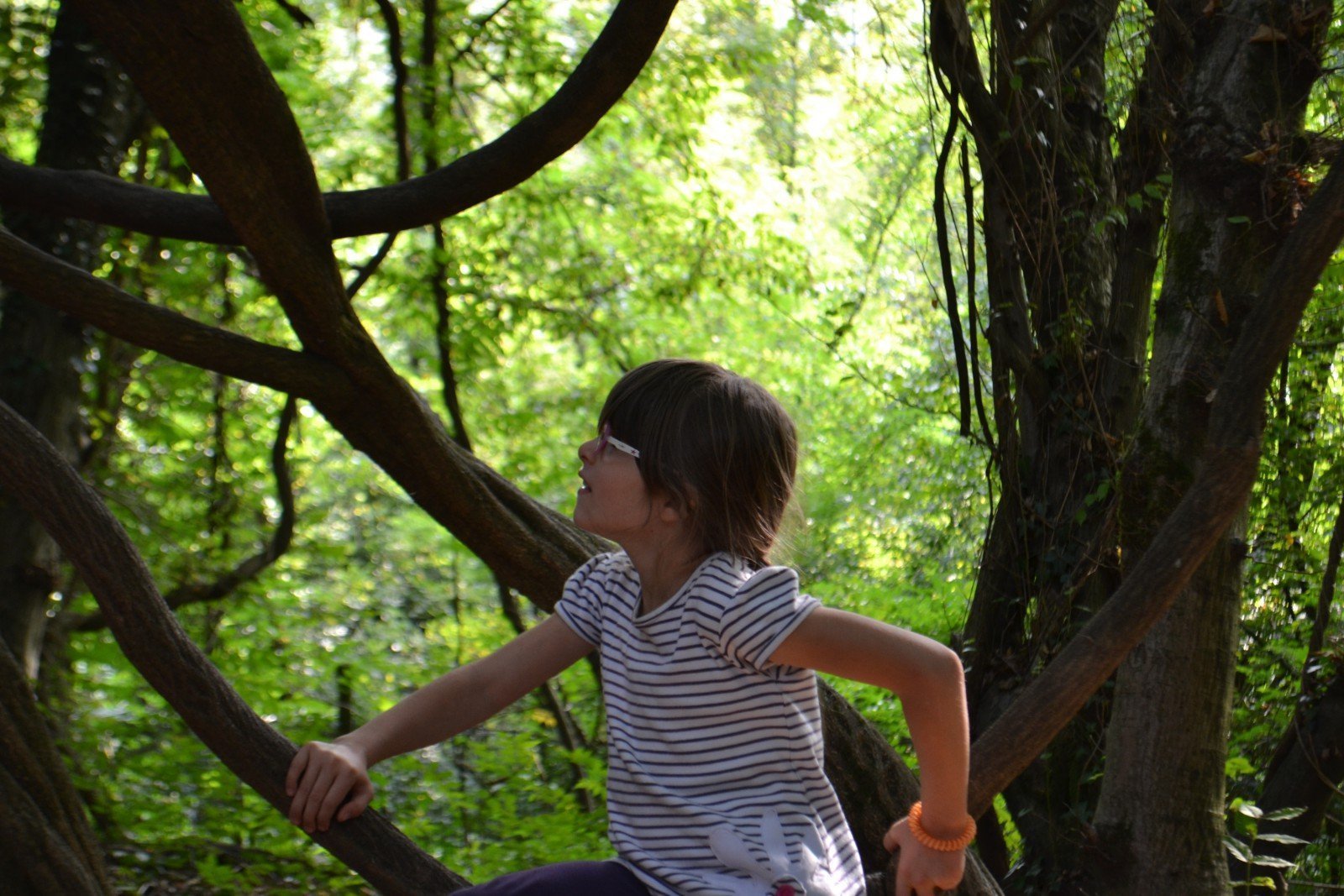 Divertimento all'albero magico Curone albero magico