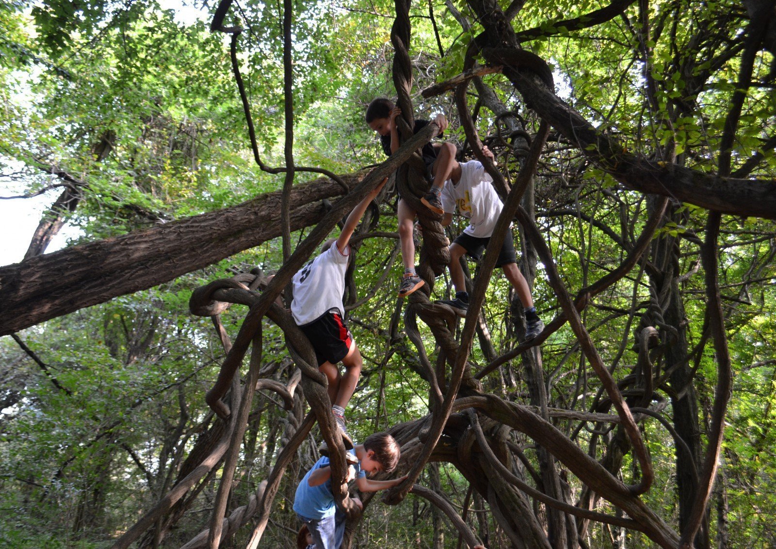 Divertimento all'albero magico Curone albero magico