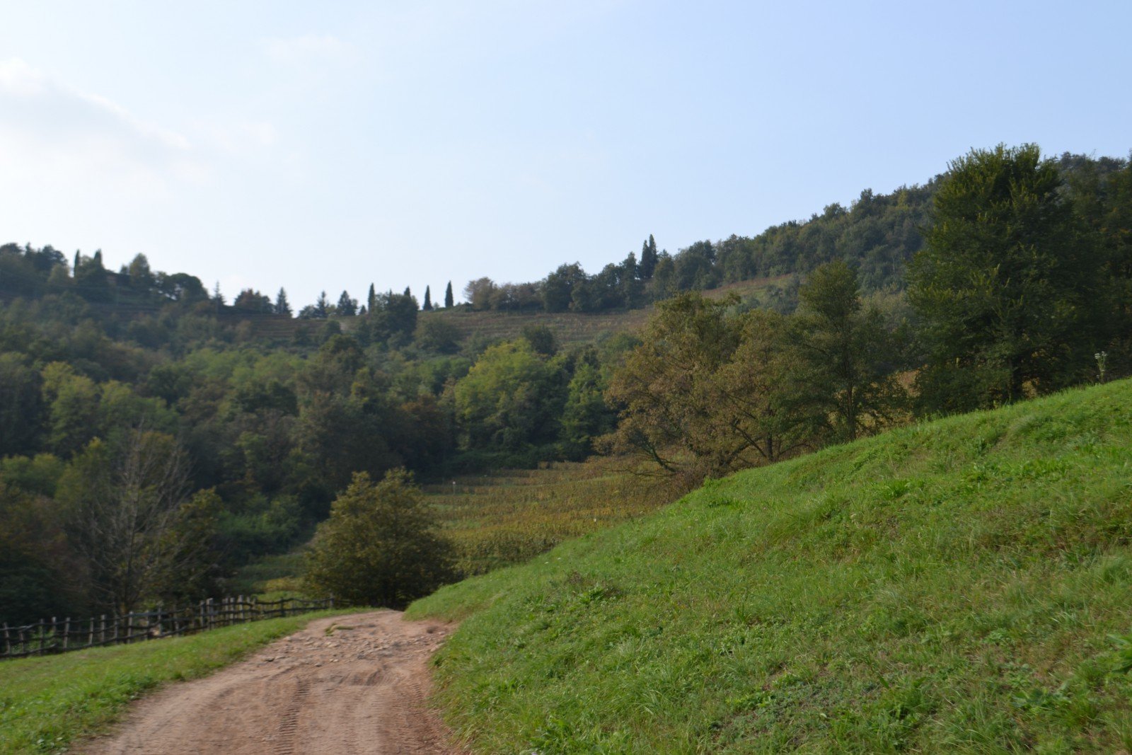 Sentiero nel Parco del Curone Curone albero magico