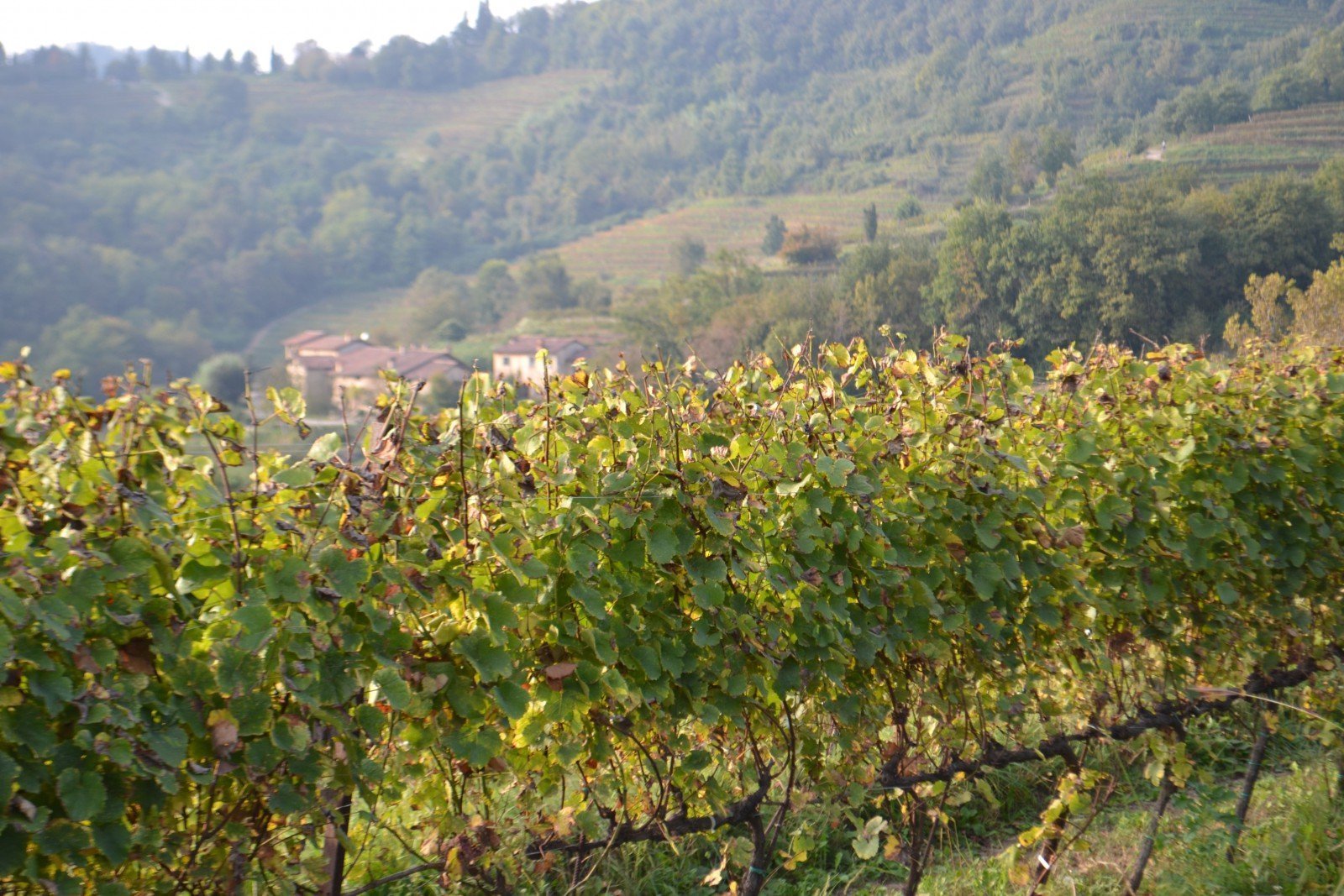 Slow travel - Vigneti al Parco del Curone Curone albero magico