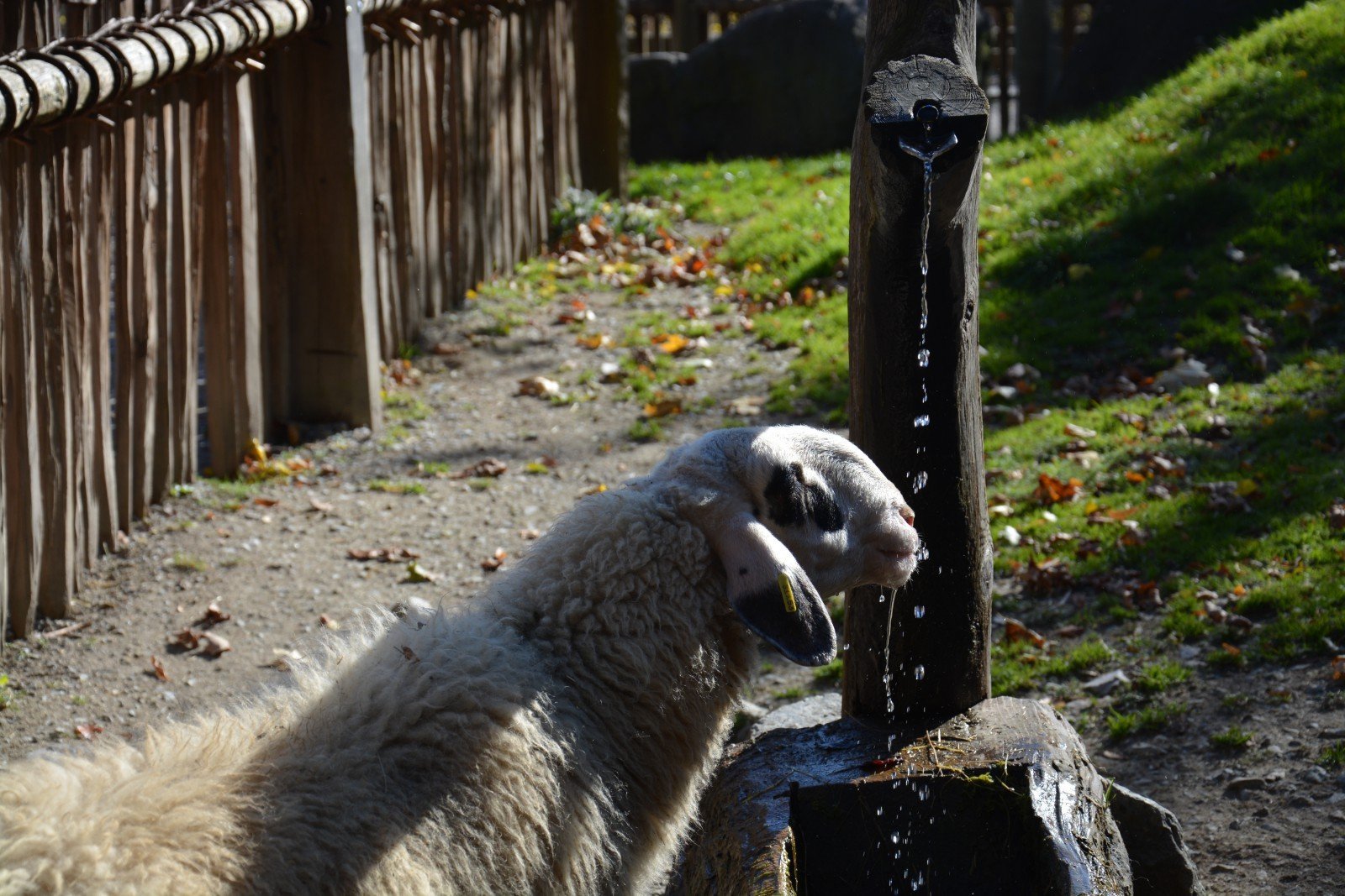 Baviera Ottobre 2014 604
