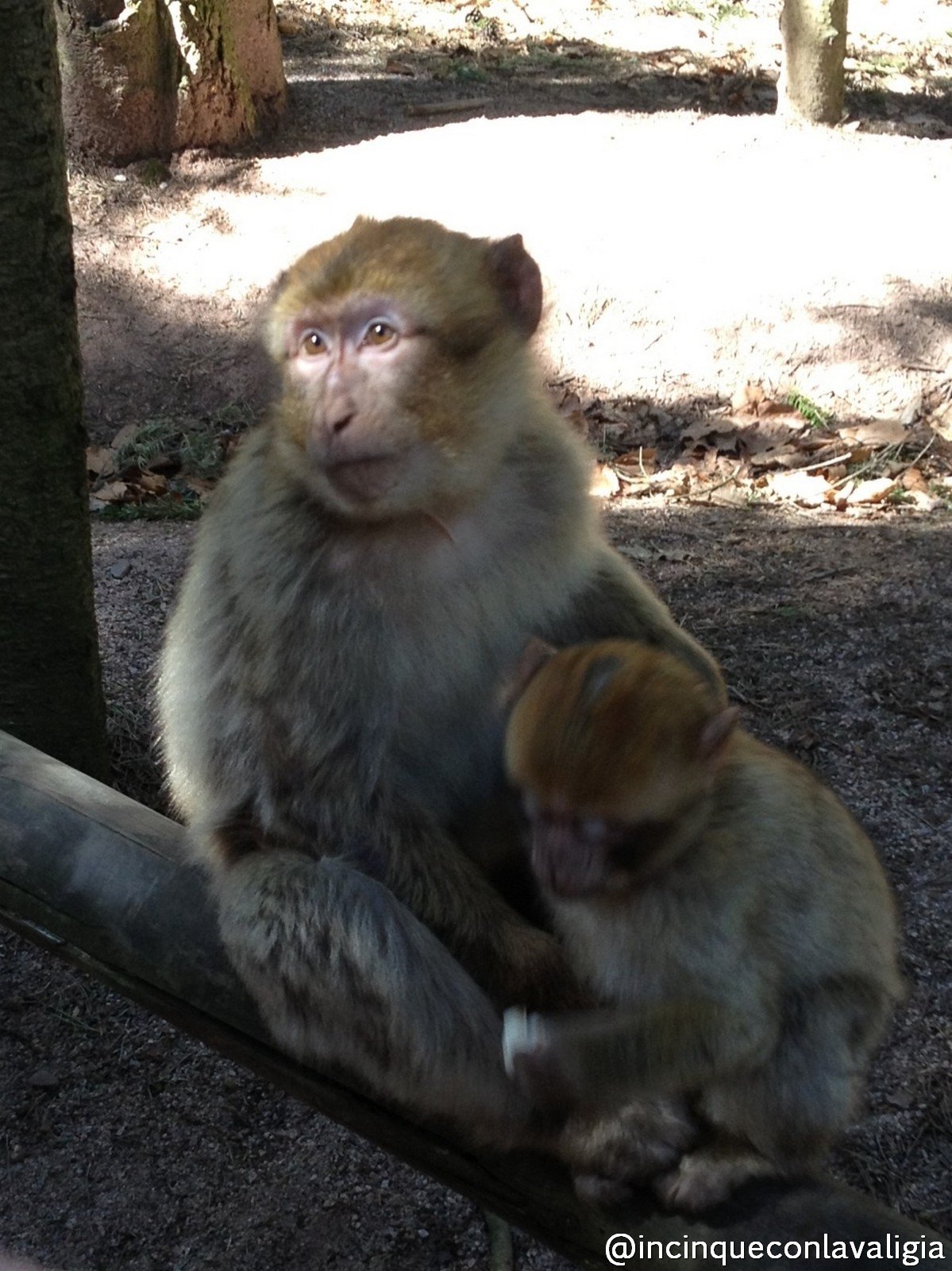 Motagna delle scimmie Alsazia Montagna delle scimmie Alsazia