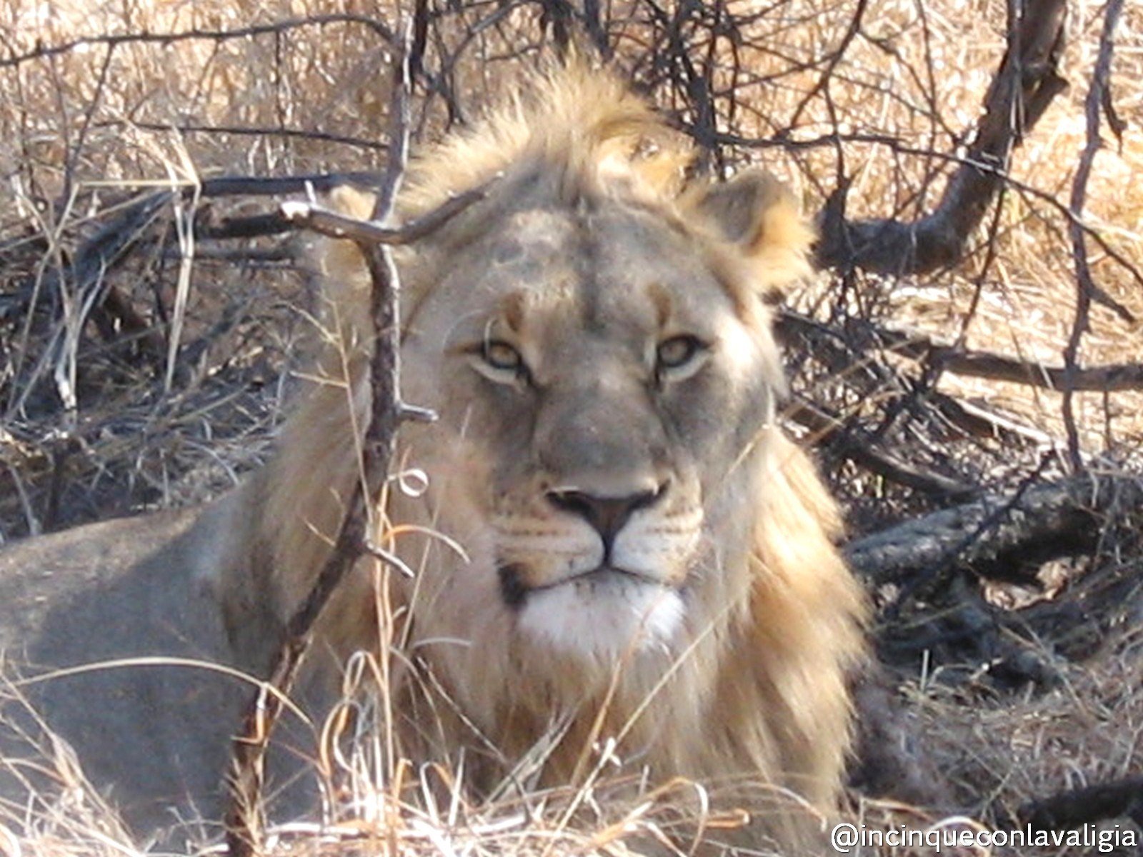 Safari in Sudafrica incinta Leoni in Sudafrica
