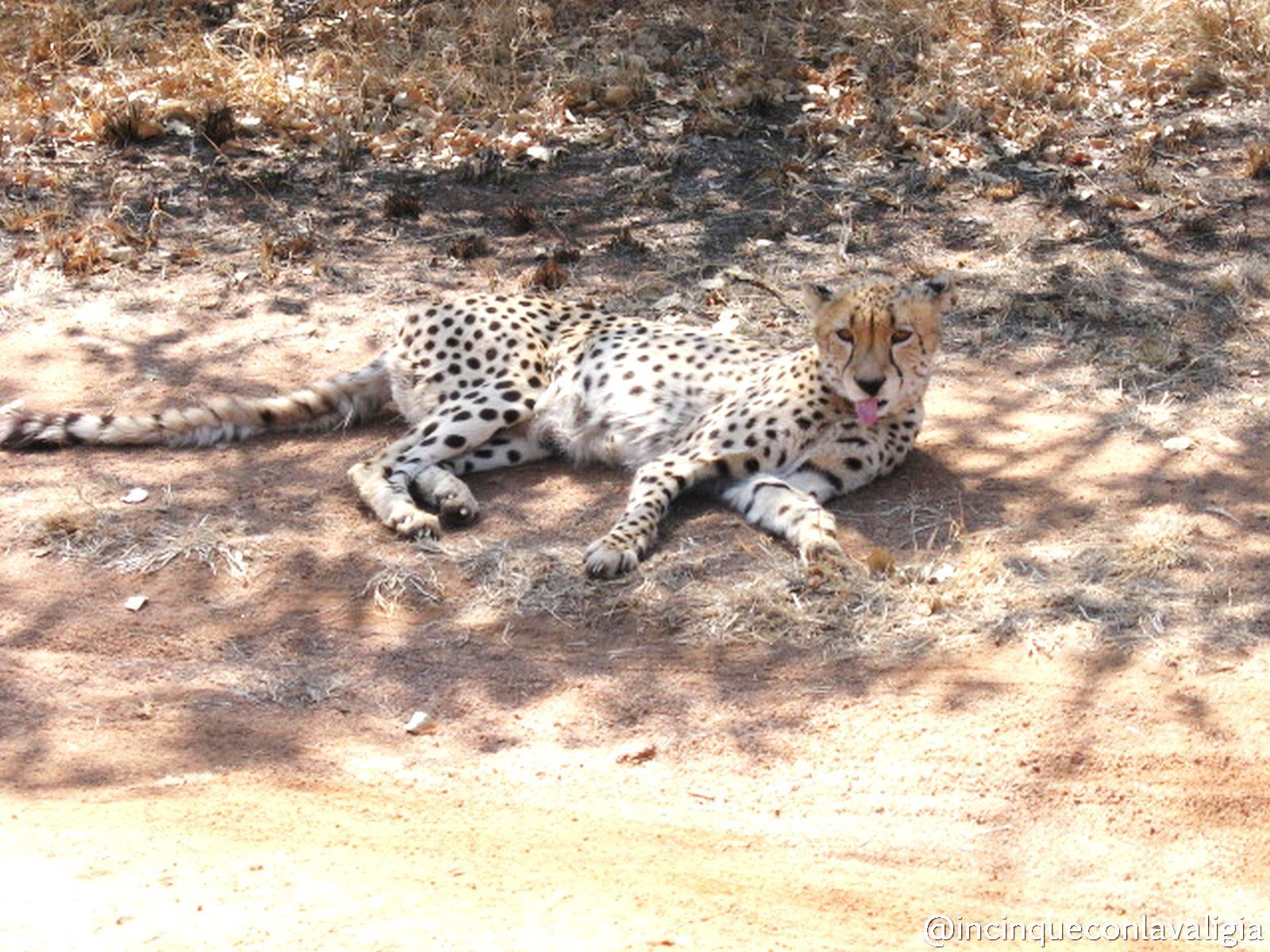 Viaggiare incinta in Sudafrica Viaggiare incinta Safari in Sudafrica