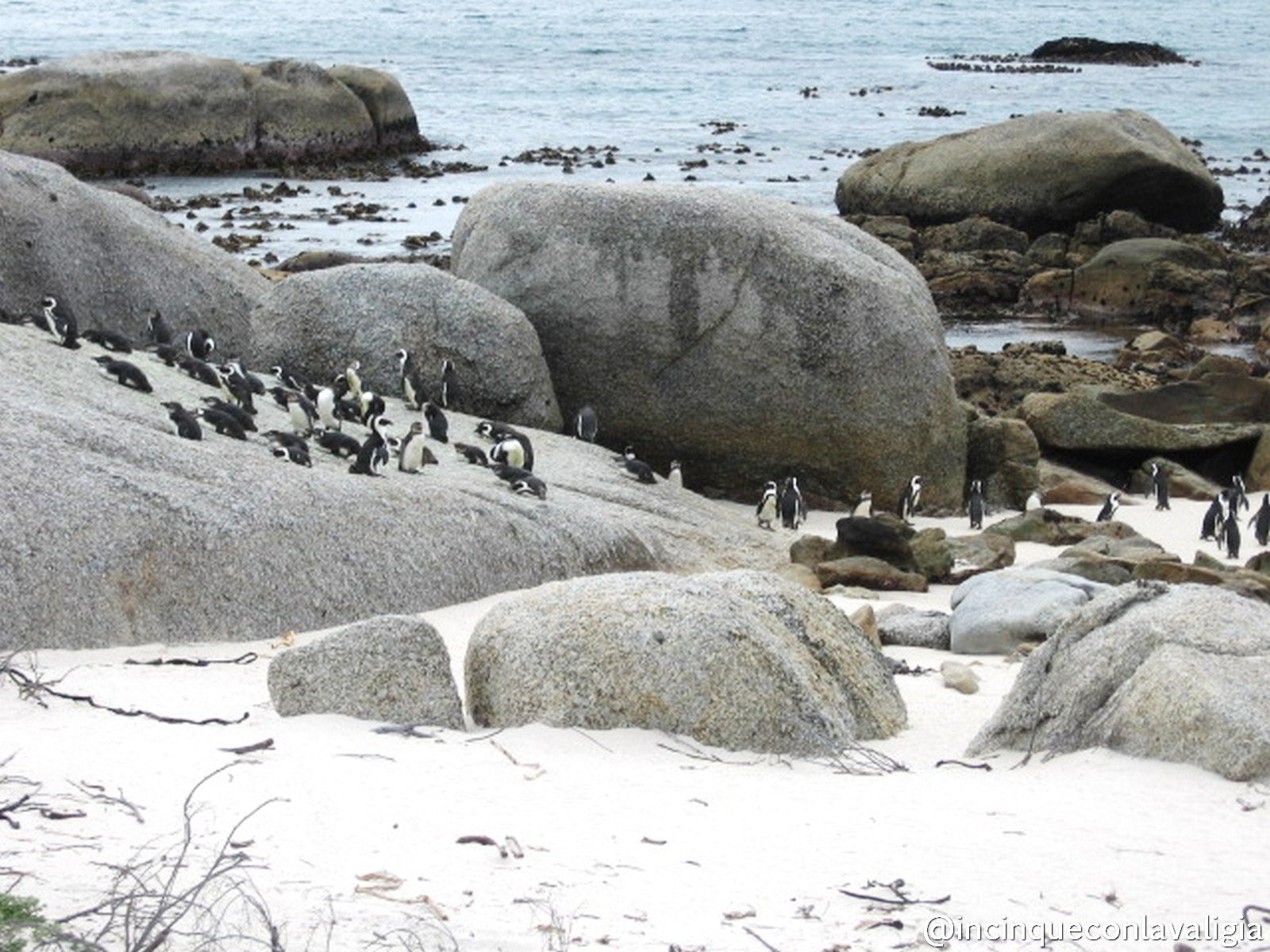 Pinguini in Sudafrica Pinguini in Sudafrica