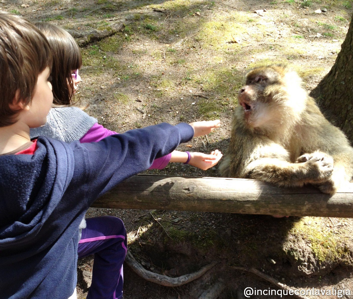 Montagna delle scimmie con bambini Montagna delle scimmie con bambini