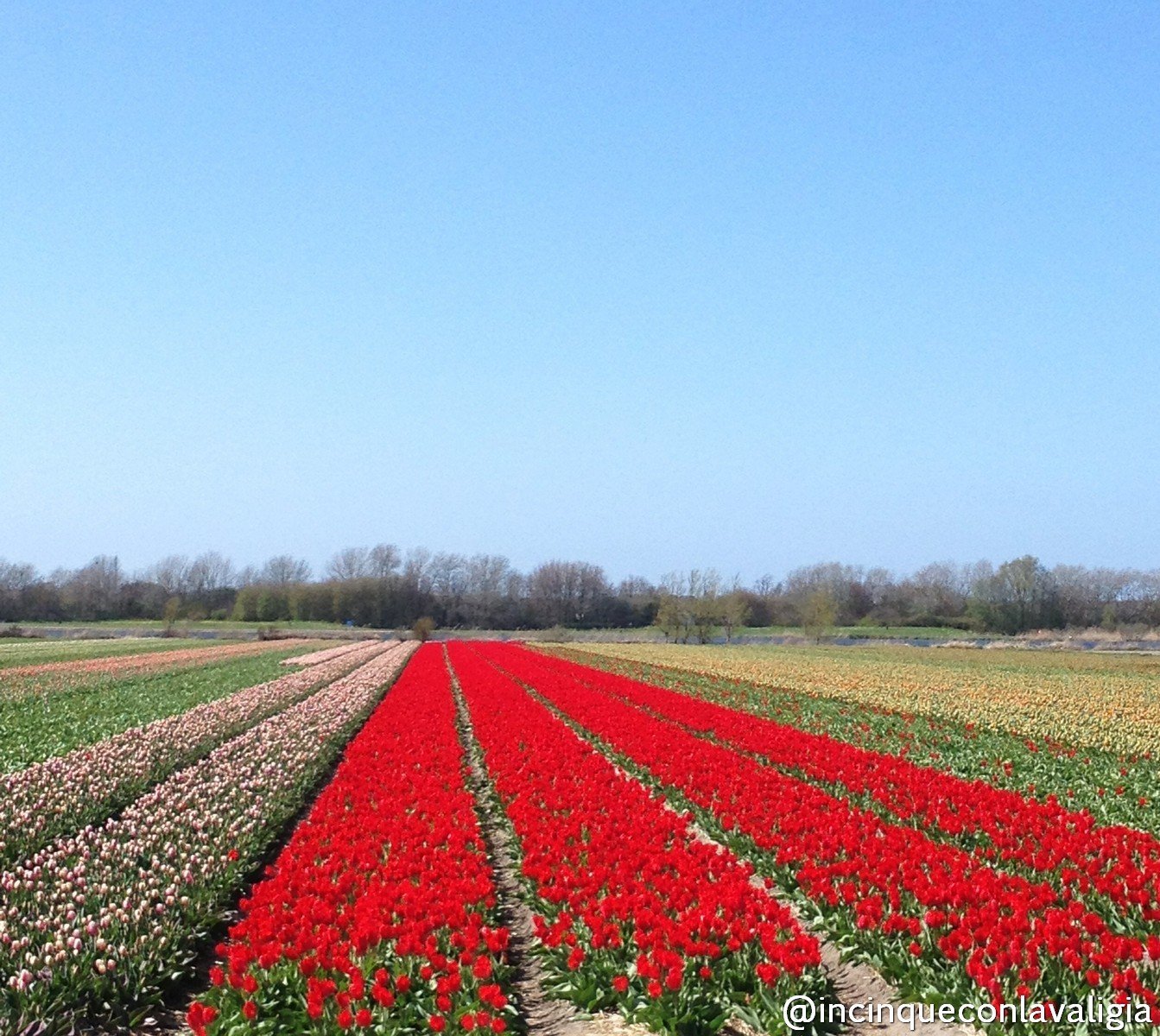 Campi di tulipani in Olanda Olanda distese di tulipani