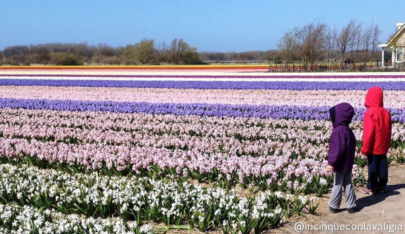 Bambini incantati davanti ai fiori Olanda