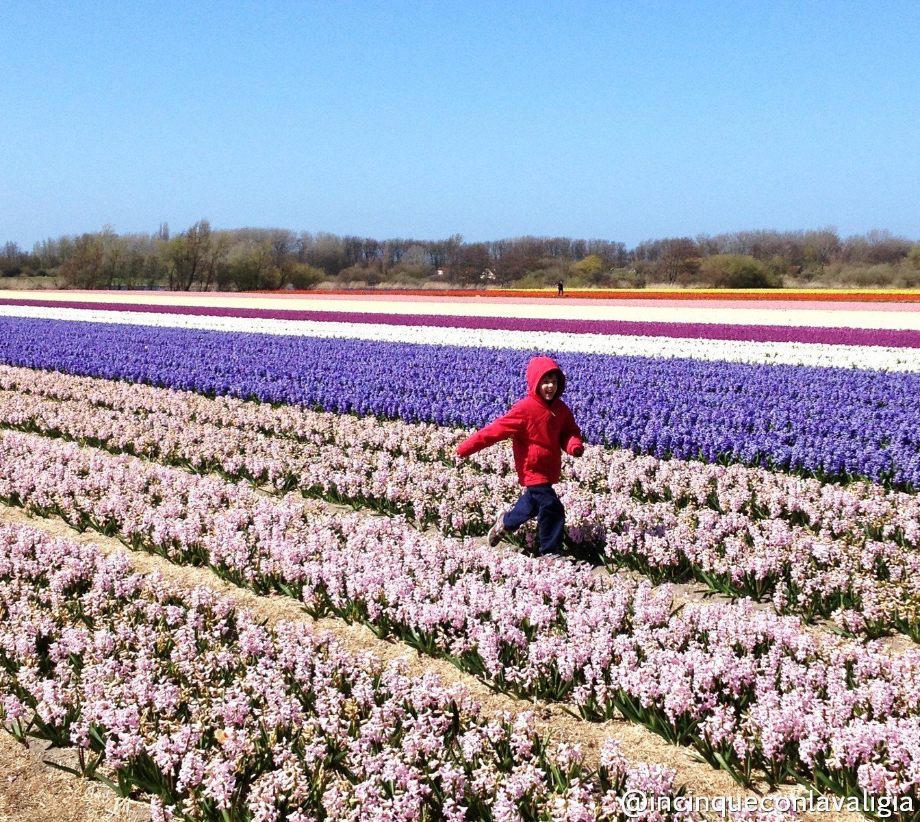 Divertirsi tra i fiori Olanda