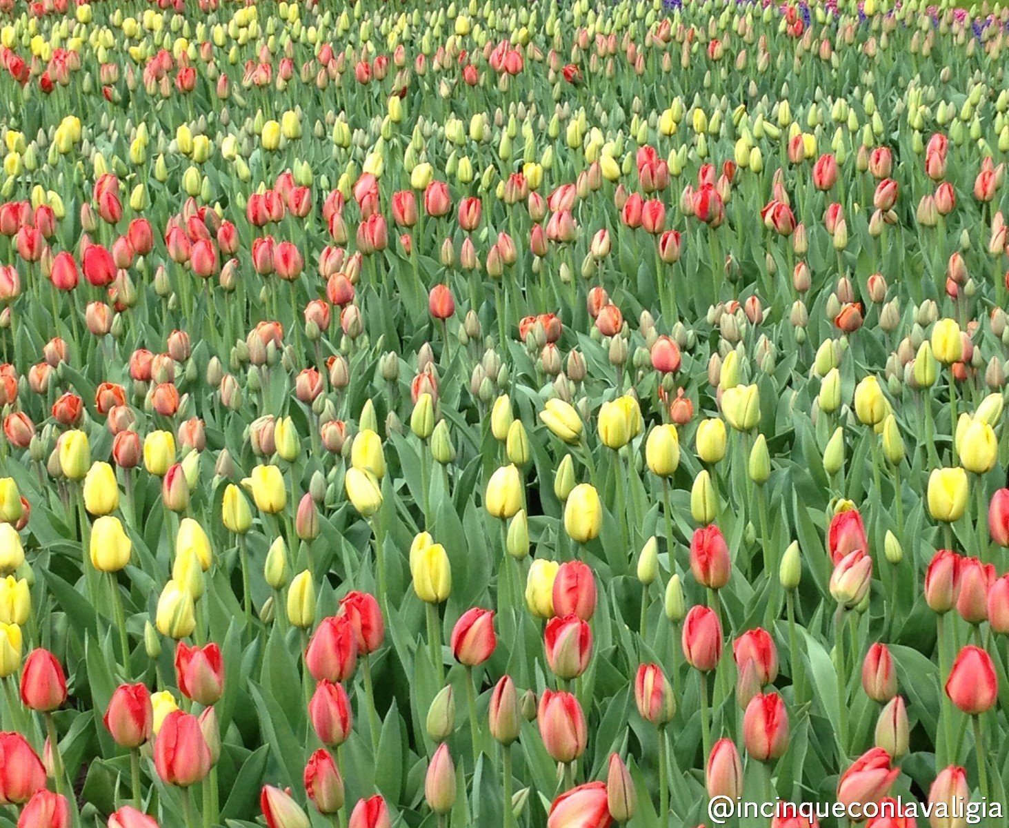 Tulipani al parco Keukenhof Olanda tulipani in primavera
