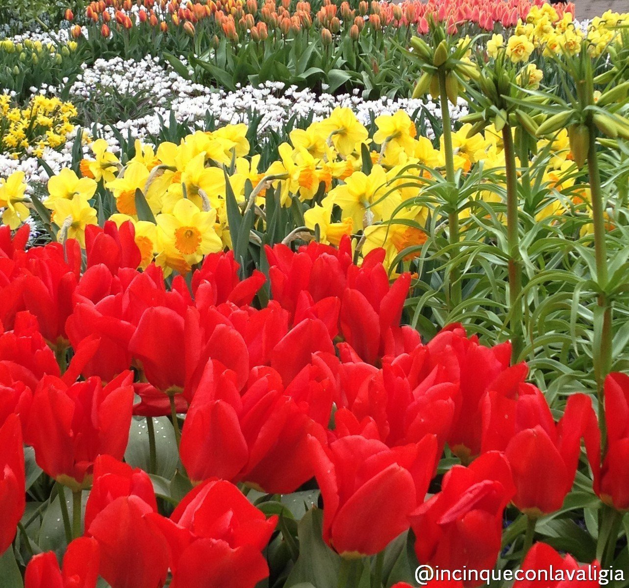 Il Parco Keukenhof in Olanda Olanda fioritura in primavera