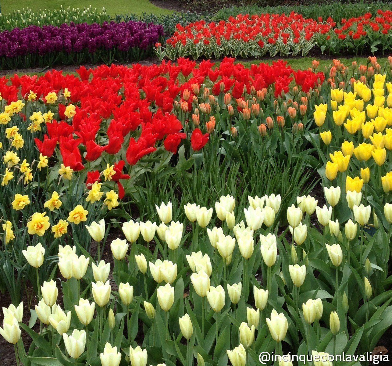 Tulipani al parco Keukenhof Il parco dei tulipani in Olanda Keukenhof