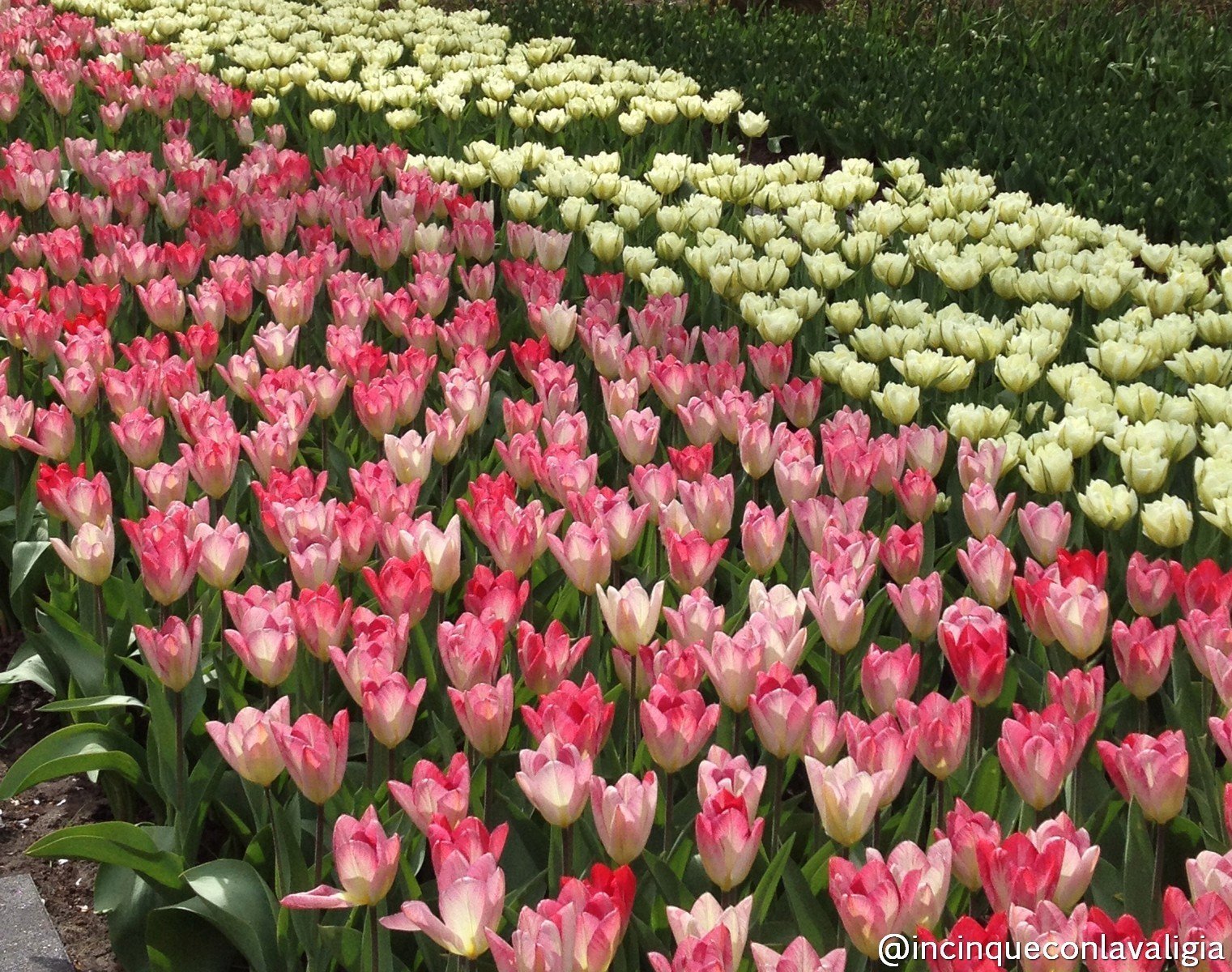 Fioritura tulipani al Parco Keukenhof Olanda Parco Keukenhof con bambini