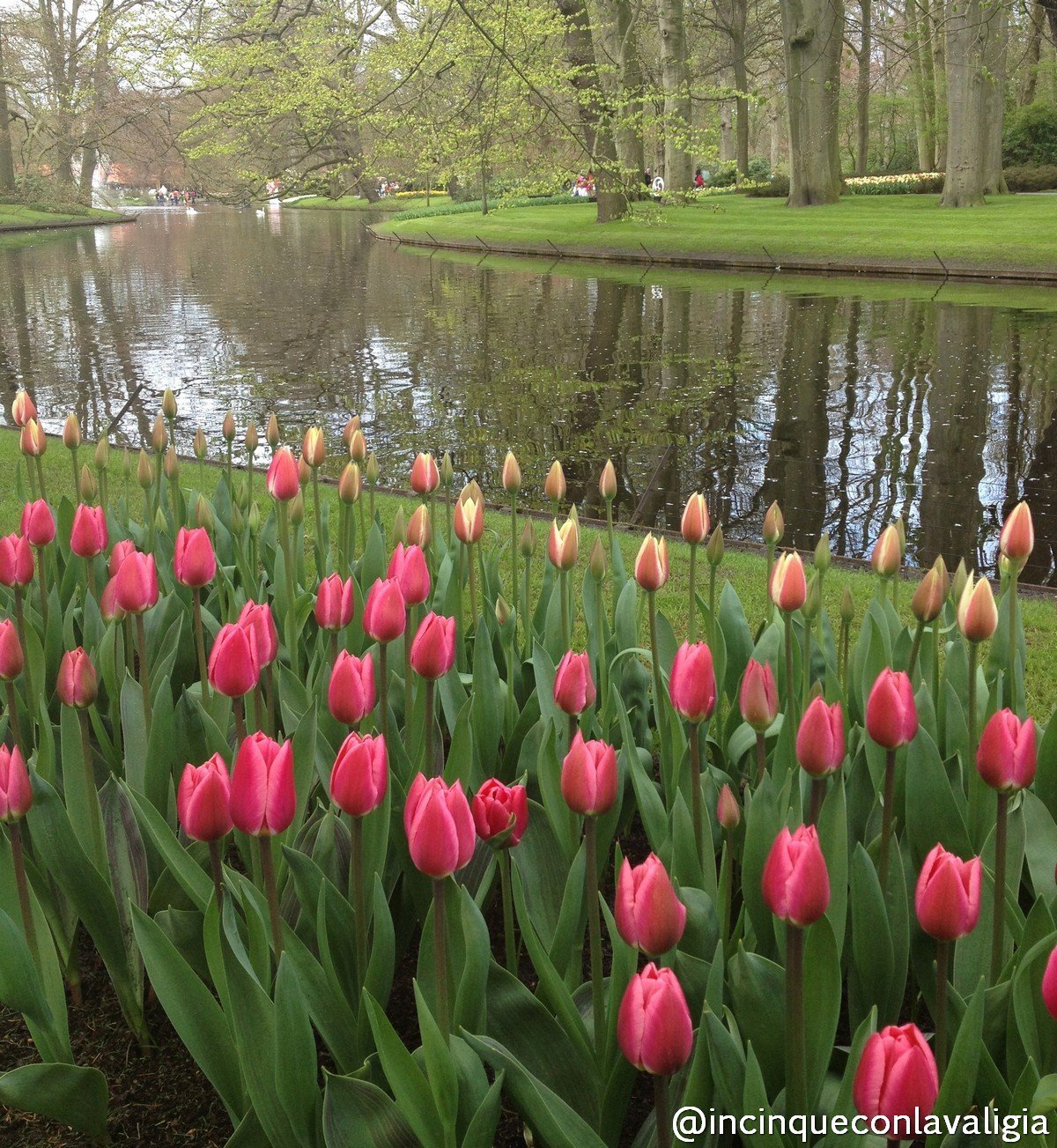 Il parco Keukenhof in Olanda Fioritura parco dei tulipani in Olanda Keukenhof
