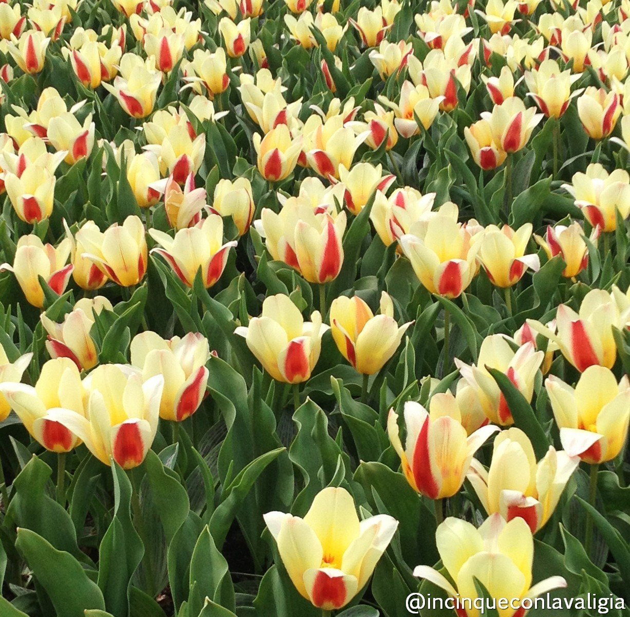 Varietà di tulipani al parco Keukenhof Olanda Parco Keukenhof