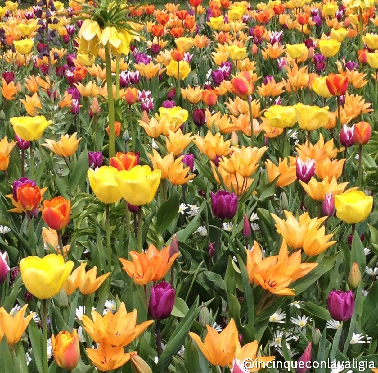 Diverse varietà di tulipani al parco Keukenhof Parco Keukenhof