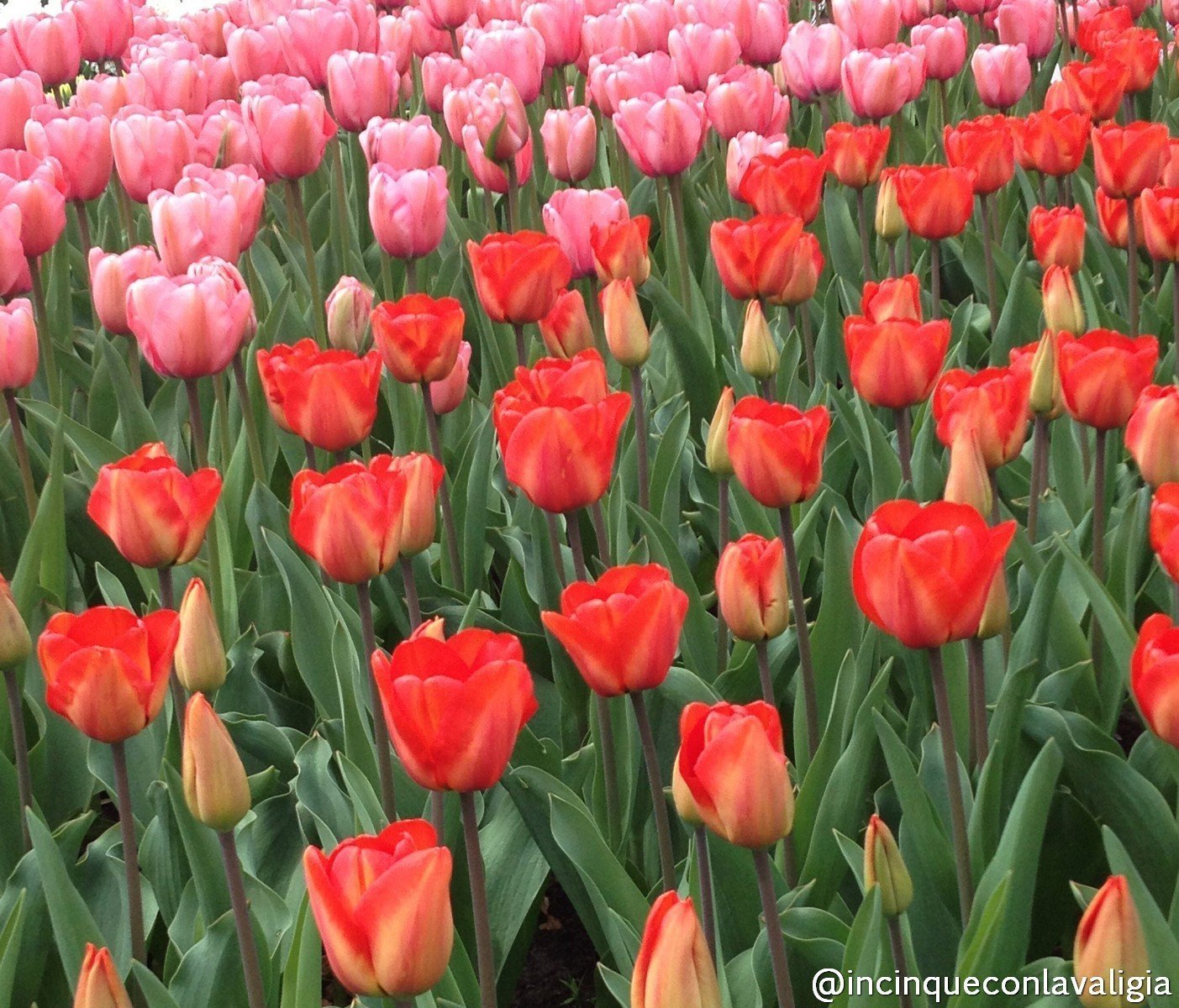 Tulipani in fiore a Keukenhof Olanda Parco Keukenhof