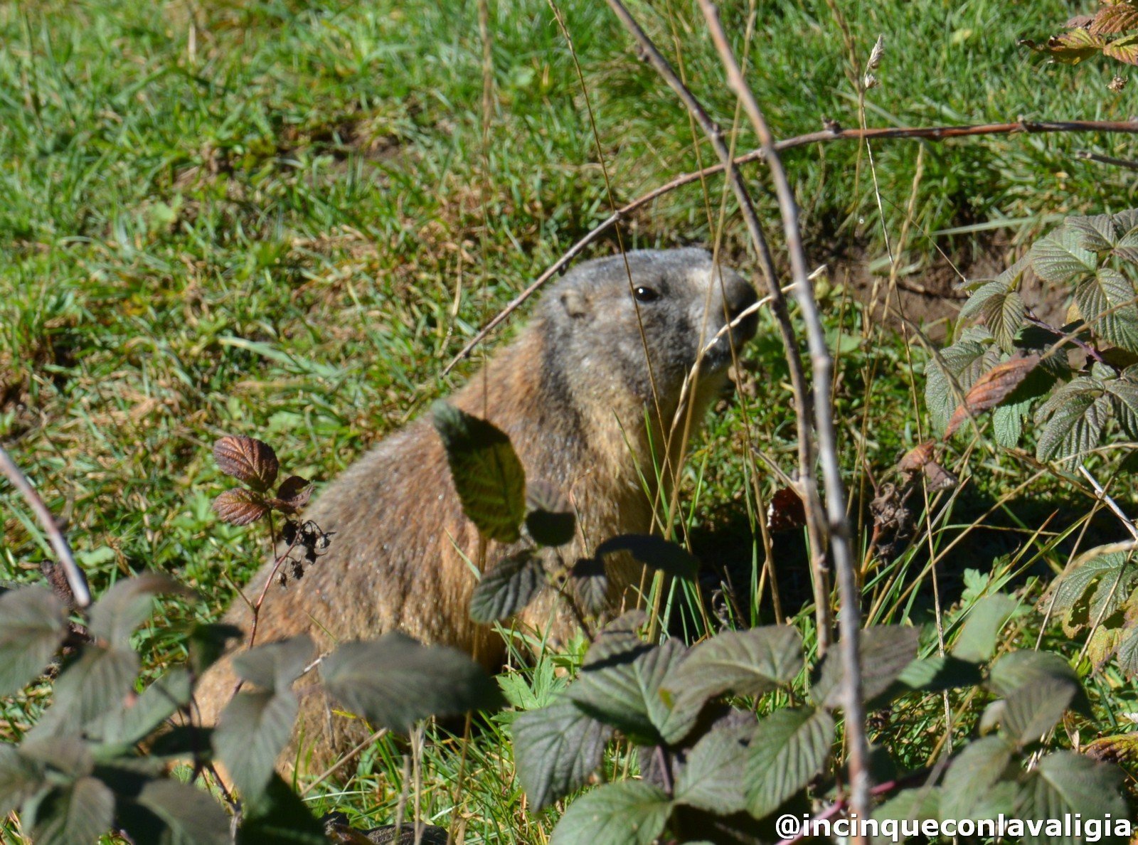 Chiareggio vedere le marmotte Vedere le marmotte a Chiareggio