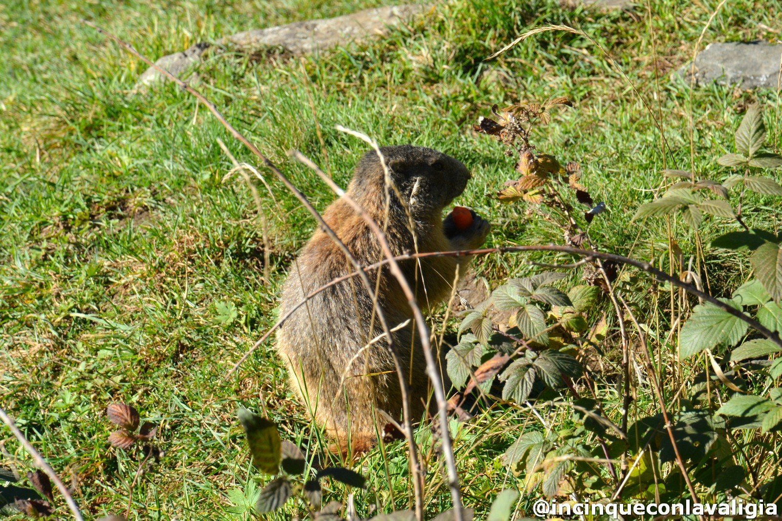 Le marmotte a Chiareggio Chiareggio incontro con le marmotte