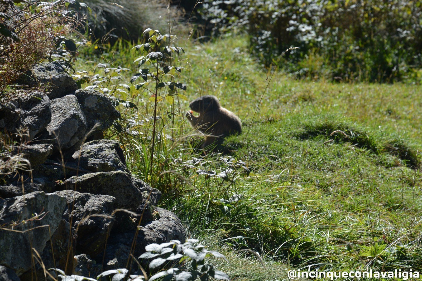 Le marmotte a Chiareggio Chiareggio le marmotte