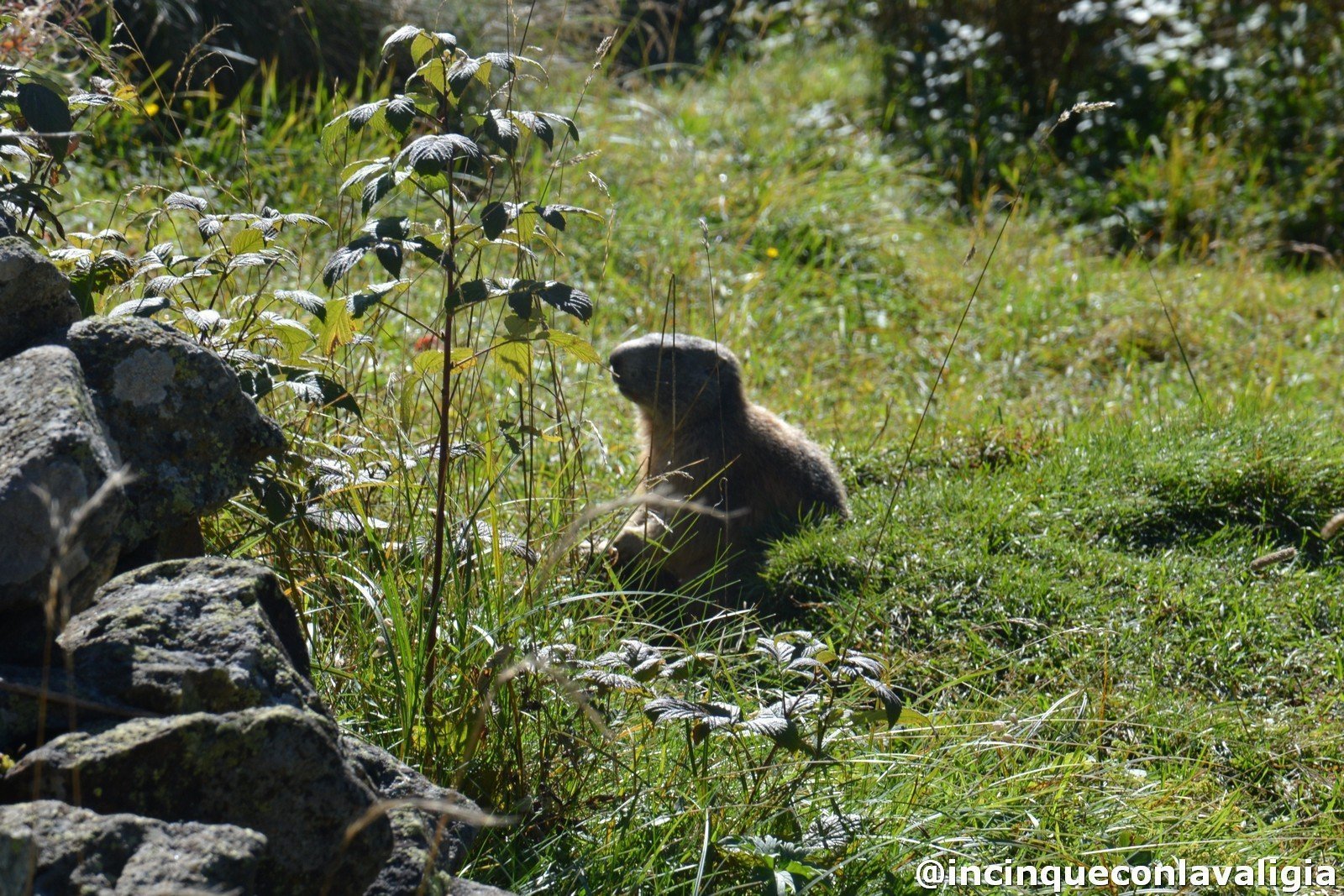 Le marmotte a Chiareggio Chiareggio le marmotte