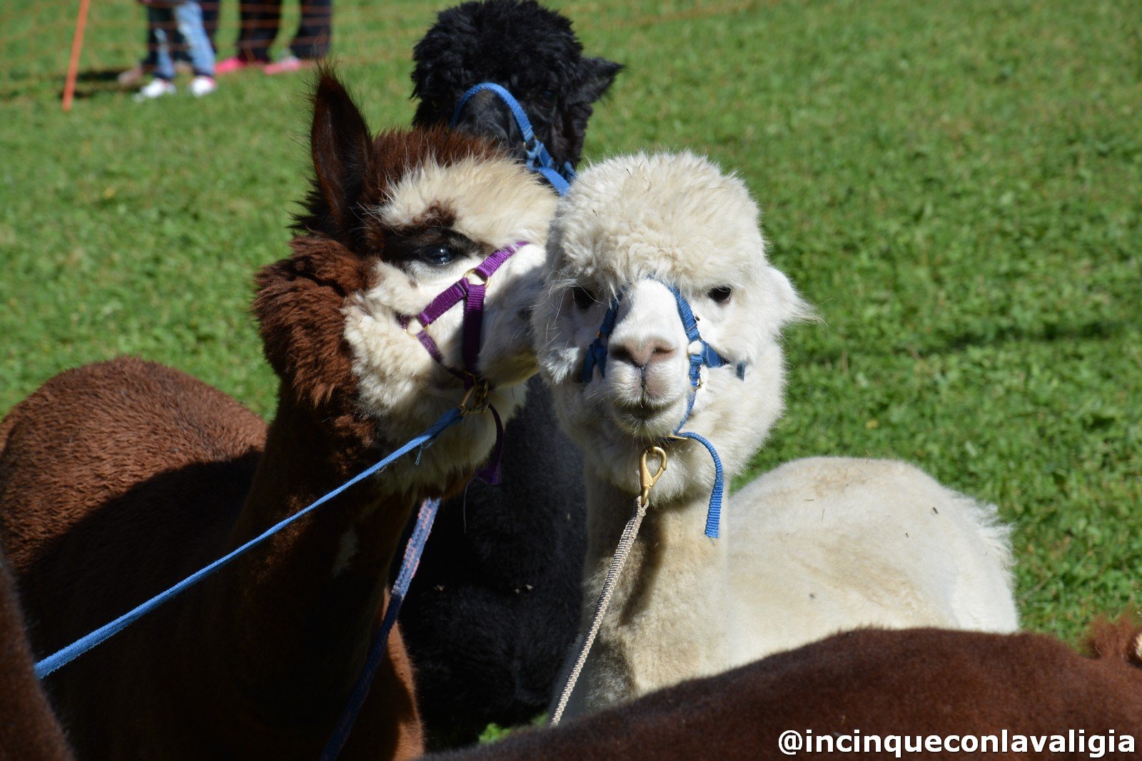 Le passeggiate con gli alpaca Chiareggio passeggiate con gli alpaca