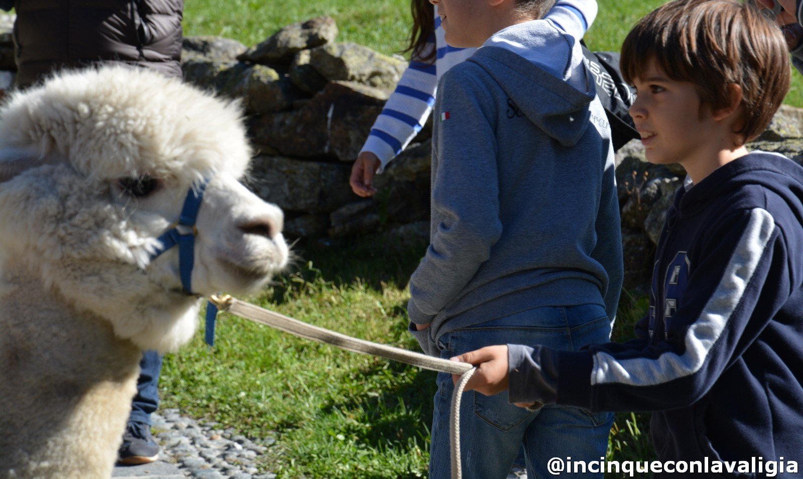 Trekking con gli alpaca a Chiareggio Chiareggio trekking con gli alpaca