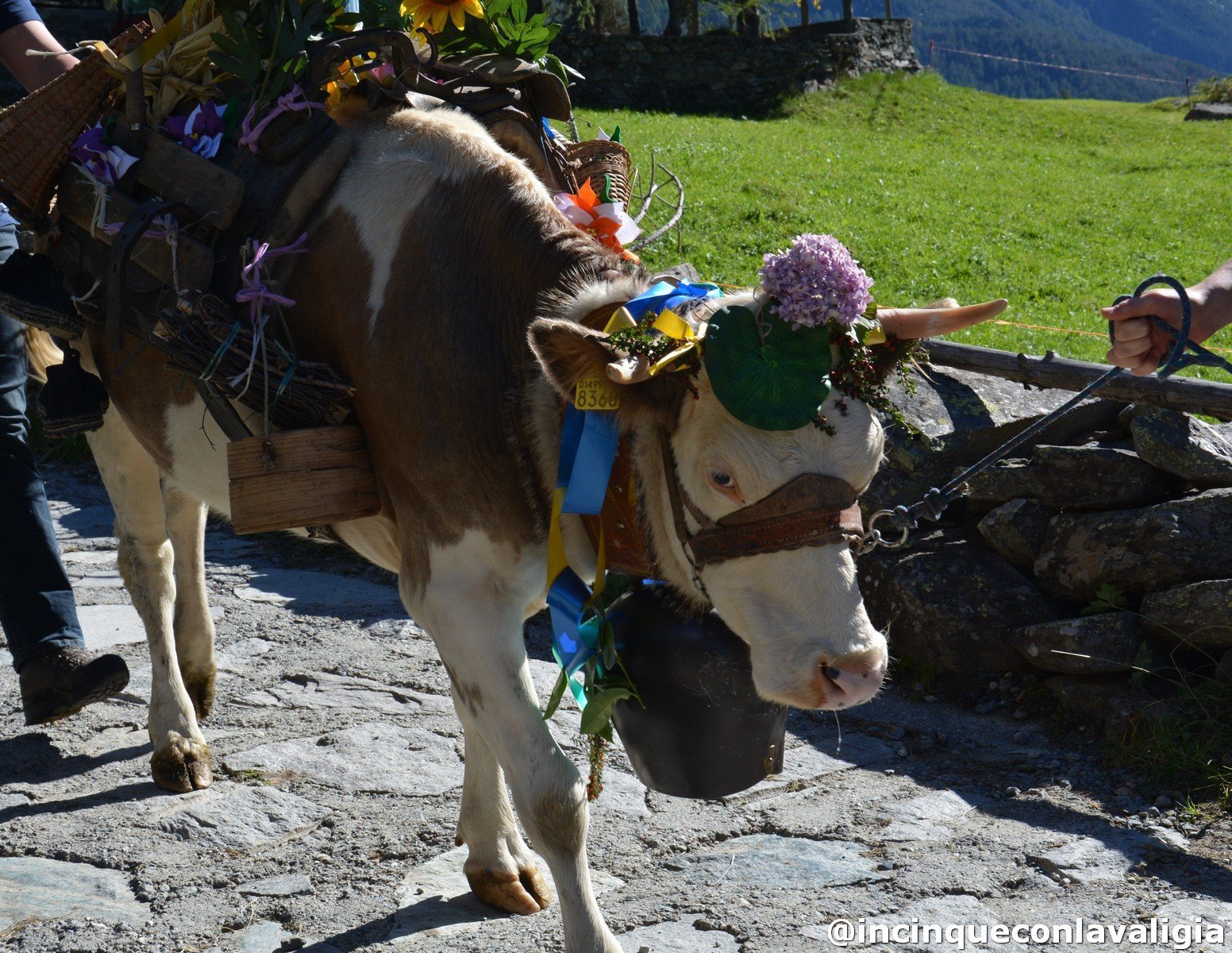 Sfilata delle Mucche a Chiareggio Chiareggio sfilata delle mucche