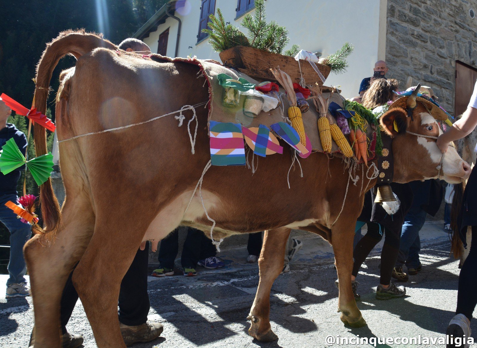 Sfilata delle mucche transumanza Chiareggio 669