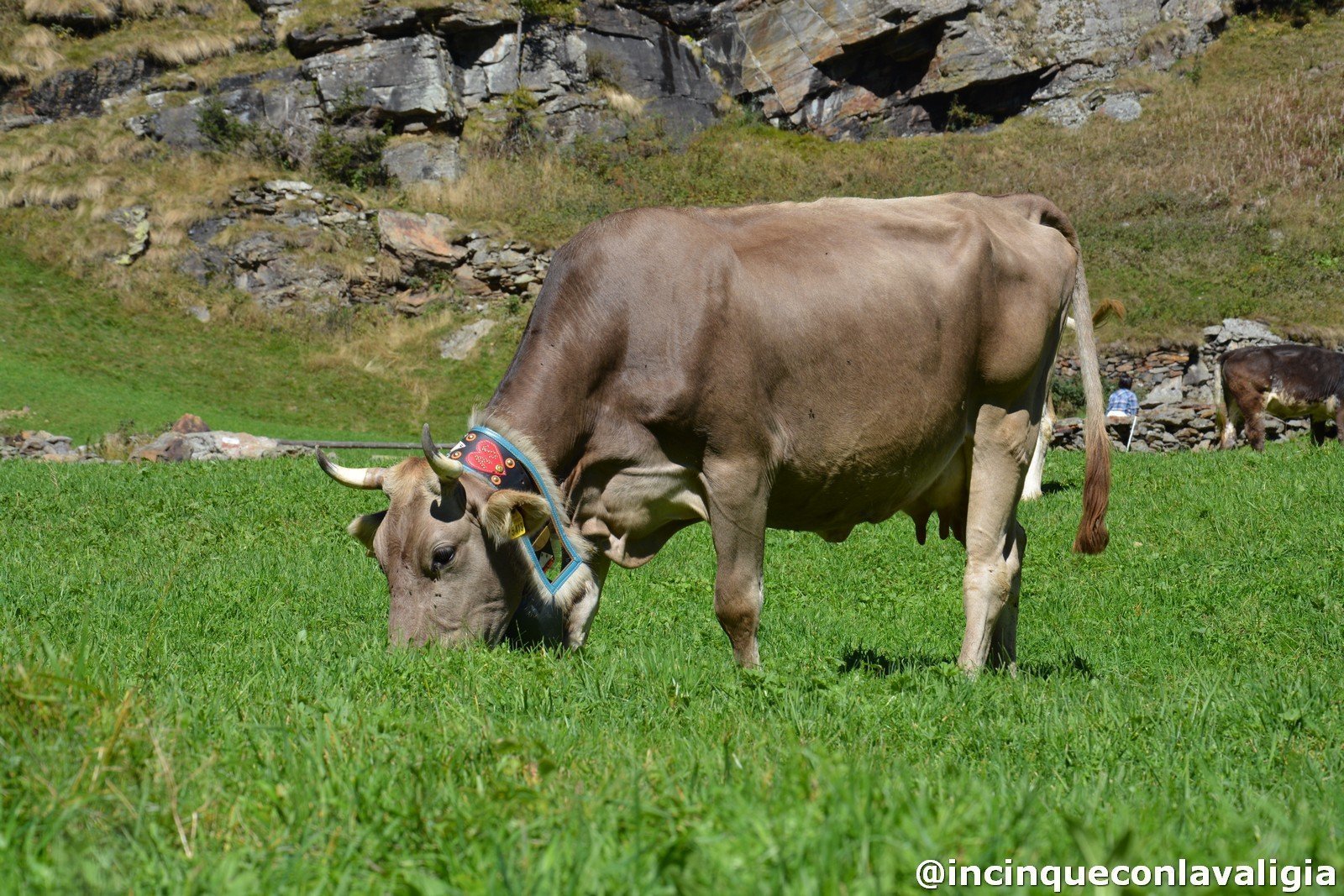 Le mucche libere nei pascoli di Chiareggio Festa della transumanza a Chiareggio