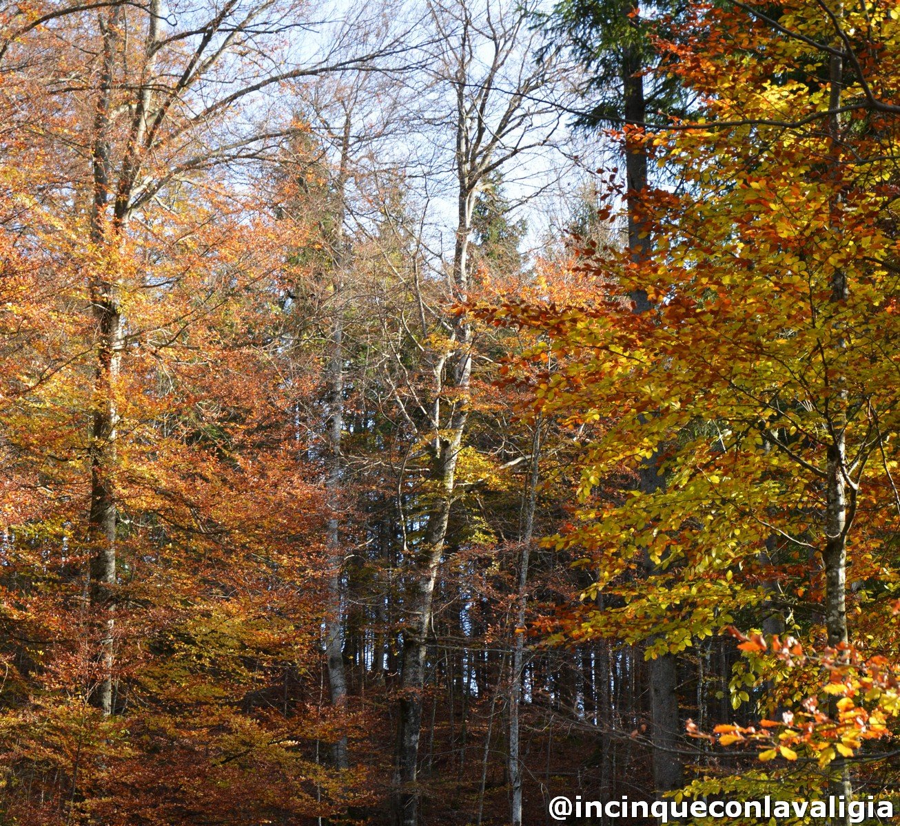 Foliage in Baviera Autunno in Baviera