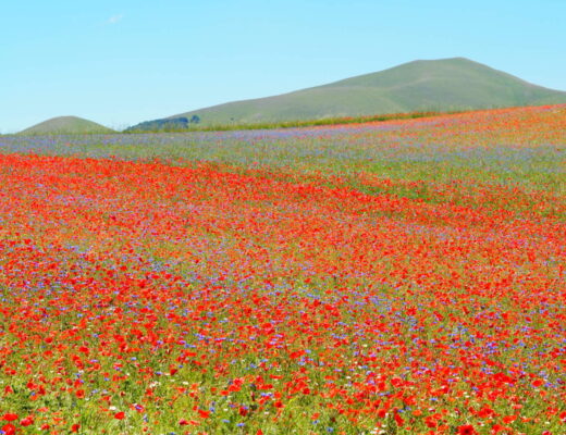 Fioritura della lenticchia a Castelluccio
