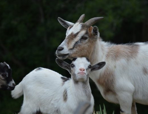 Vacanze in fattoria con bambini