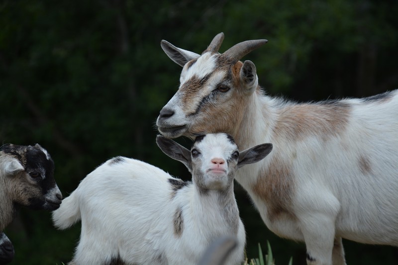 Vacanze in fattoria con bambini
