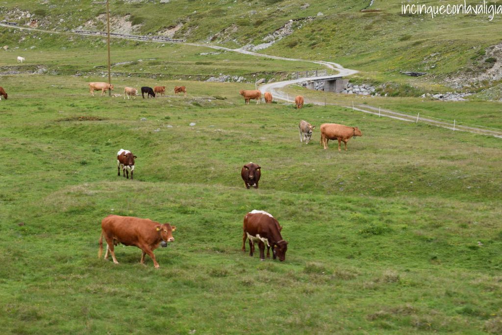 Paesaggio svizzera Engadina Trenino rosso del Bernina con bambini