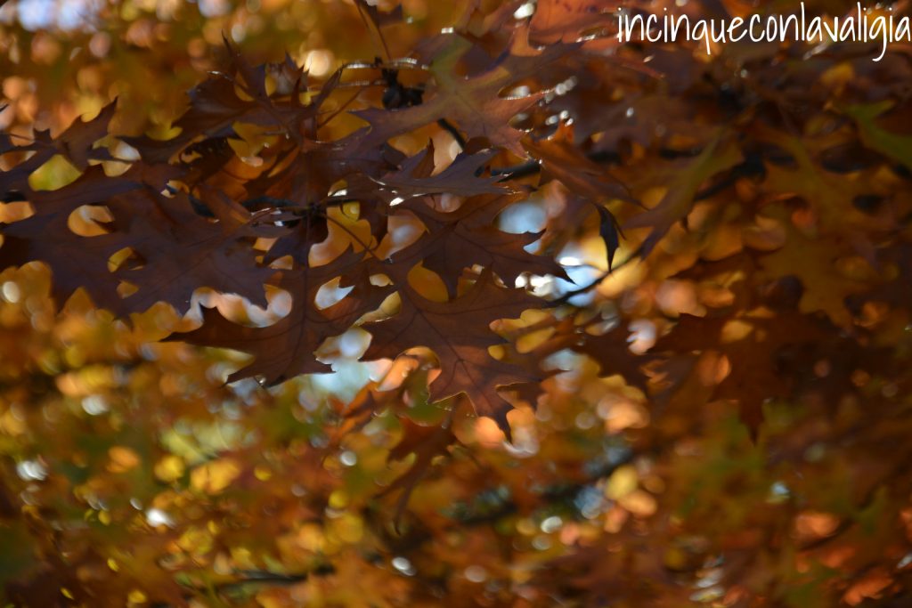 La magia del foliage Foliage autunnale