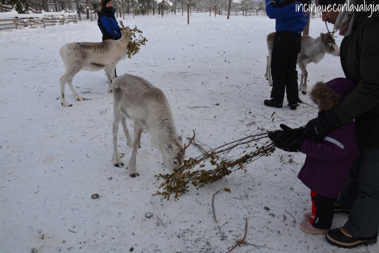 Le renne di Babbo Natale in Lapponia Il vero Babbo Natale in Lapponia