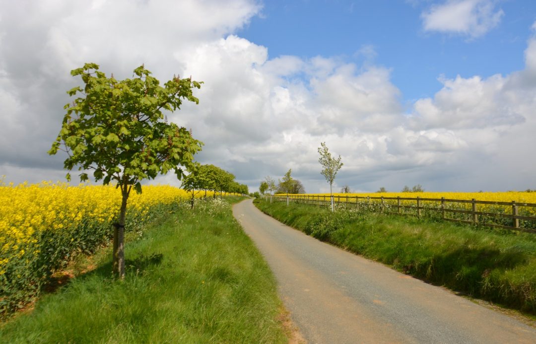Cotswolds in primavera