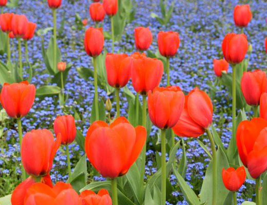 Parco Sigurtà Tulipani