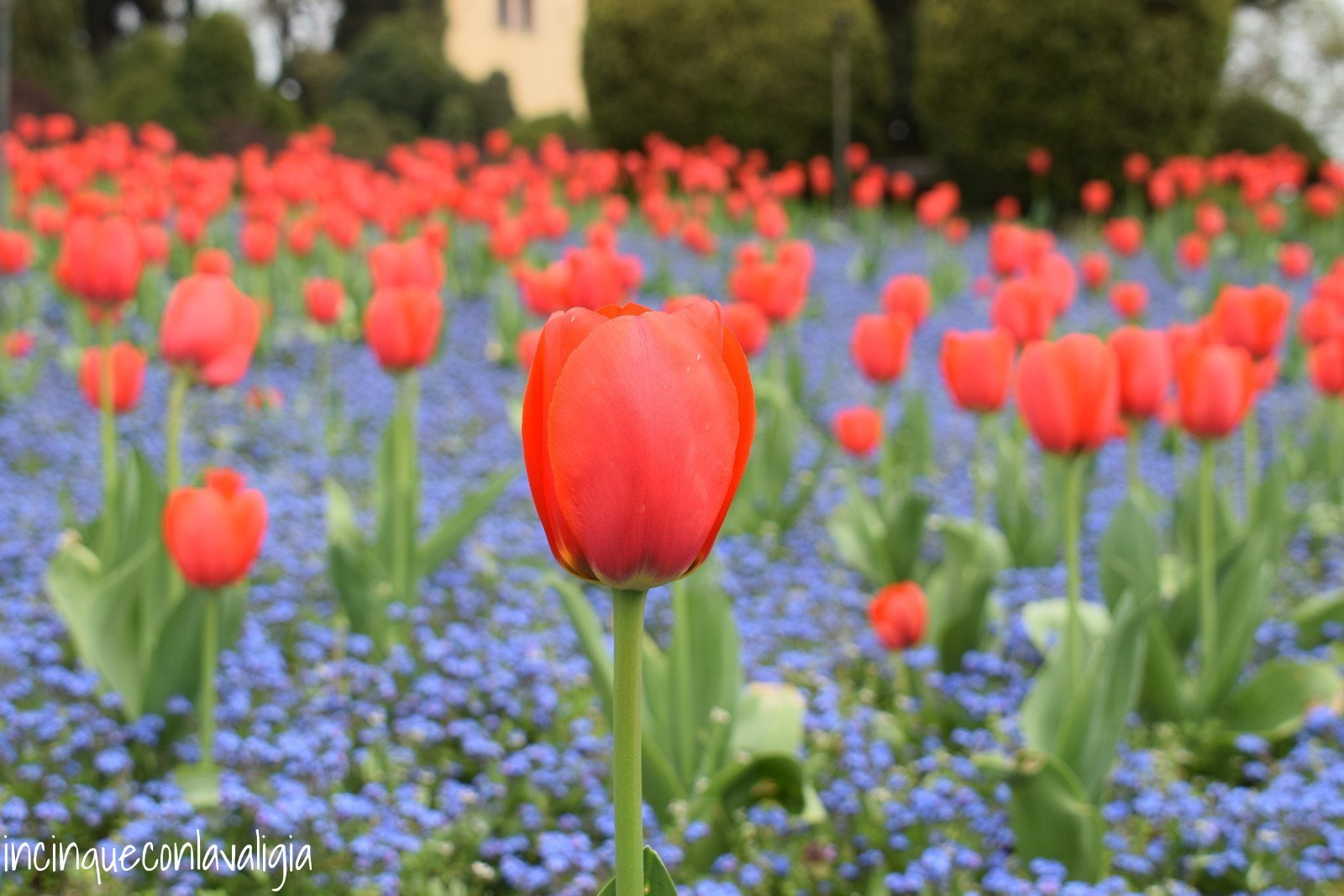Tripudio di colori per il parco Sigurtà Parco Sigurtà tulipani