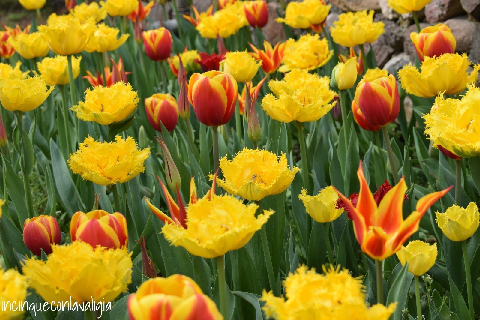Parco Sigurtà Tulipani Parco Sigurtà tulipani