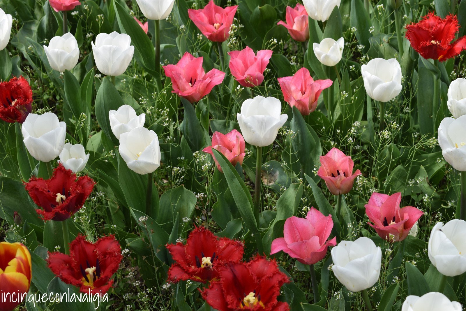 Tulipanomania Parco Sigurtà tulipani