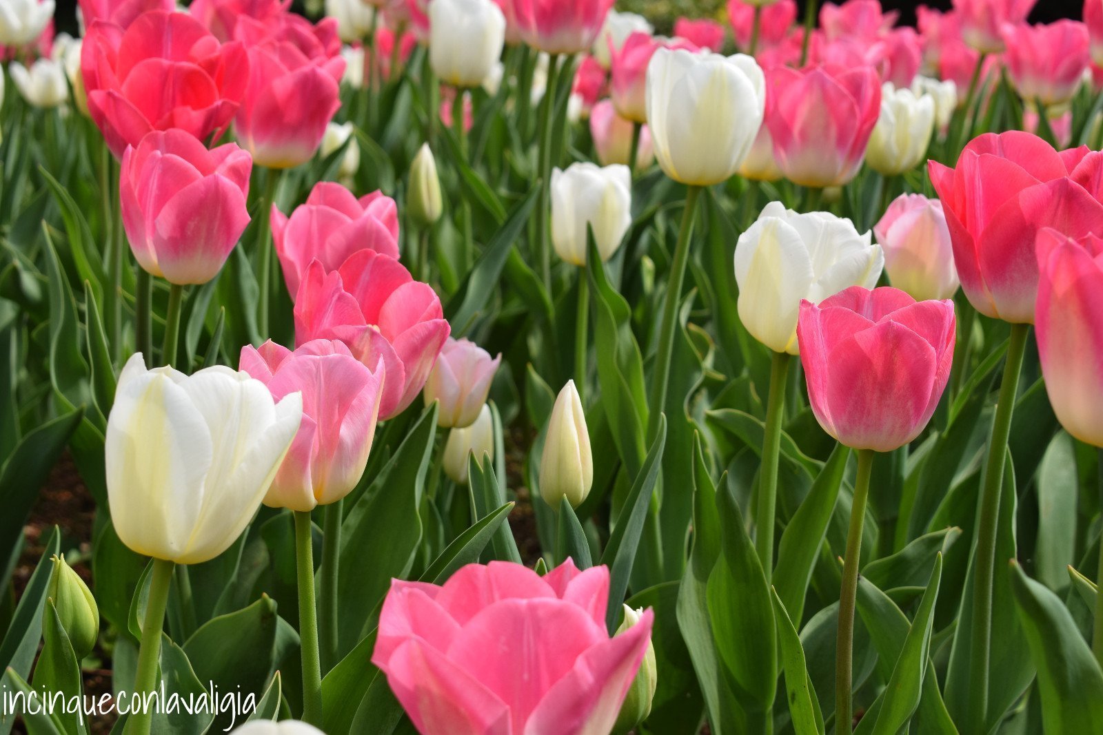 Tulipani giardini Sigurtà Parco Sigurtà tulipani
